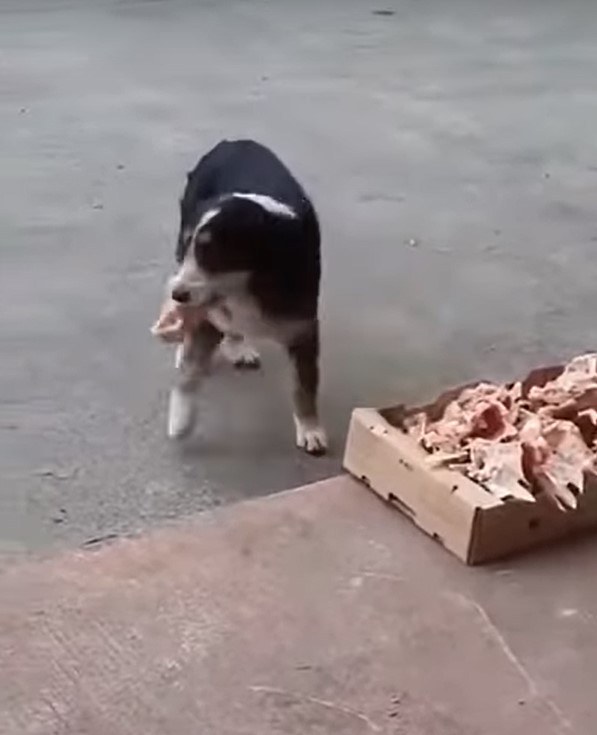 Un gentil boucher dépose des restes de viande devant son commerce pour les chiens errants "un beau geste à saluer"