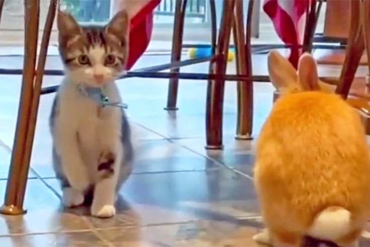 Un chaton imite son frère lapin de la façon la plus mignonne possible : l’amitié de ces deux animaux adorables