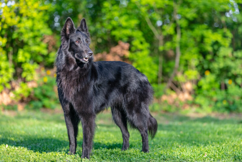 Un chien parcourt une distance de 70 kilomètres pour mordre son ancien propriétaire qui l'a abandonné