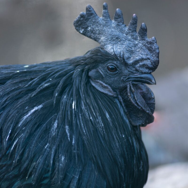 Un fermier a trouvé des œufs noirs qui ont provoqué une grande frayeur lorsqu'ils ont éclos