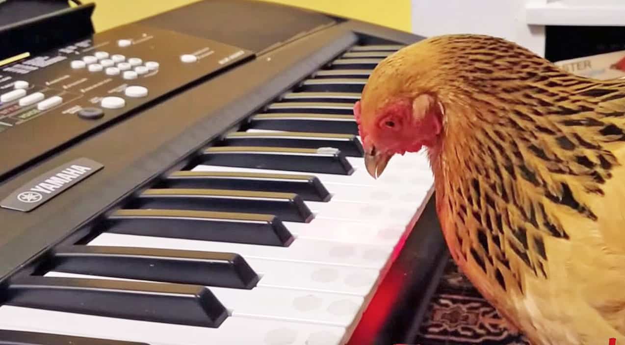 Mais quel talent incroyable : L'interprétation magnifique de ce poulet adorable nommé « Jokgu » vous laissera sans voix