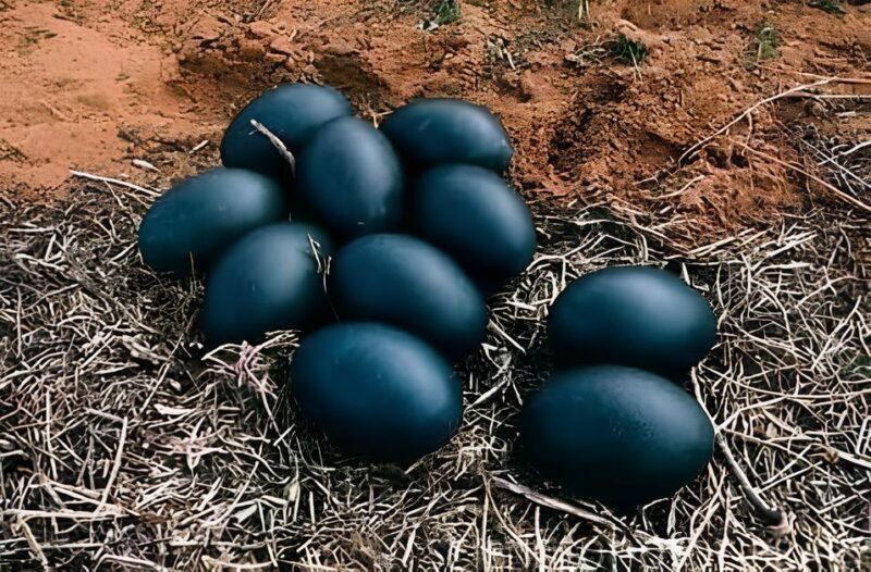 Un fermier a trouvé des œufs noirs qui ont provoqué une grande frayeur lorsqu'ils ont éclos