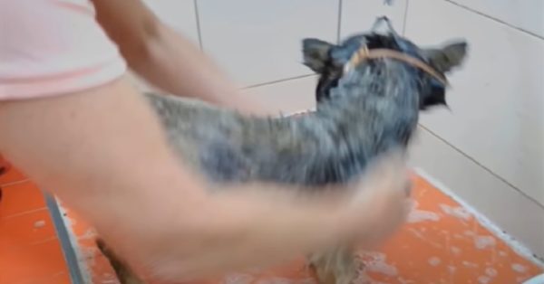 Offrir une nouvelle vie : Un chien borgne enchaîné depuis douze ans vit aujourd'hui heureux en pleine liberté