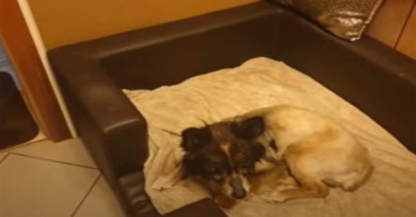Offrir une nouvelle vie : Un chien borgne enchaîné depuis douze ans vit aujourd'hui heureux en pleine liberté