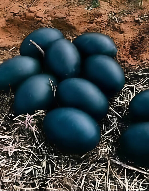 Un fermier a trouvé des œufs noirs qui ont provoqué une grande frayeur lorsqu'ils ont éclos