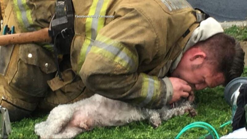 Un pompier héroïque sauve un chien sans vie, pris au piège dans un incendie, grâce à une réanimation bouche-à-bouche