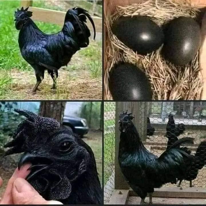 Un fermier a trouvé des œufs noirs qui ont provoqué une grande frayeur lorsqu'ils ont éclos