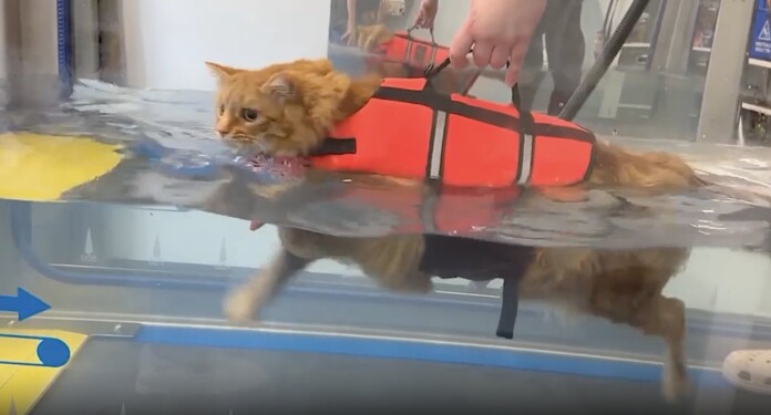 Un félin obèse s'est mis à la natation pour perdre du poids et cela marche super bien