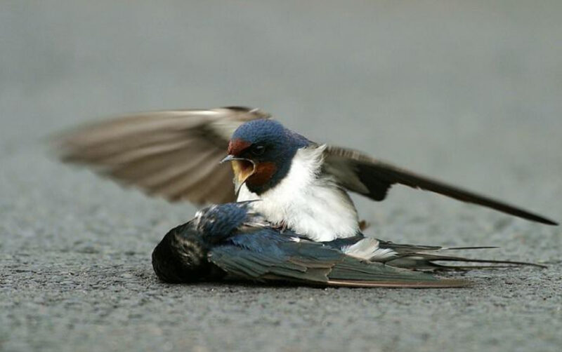 Une hirondelle blessée, un compagnon dévoué... et un geste inattendu