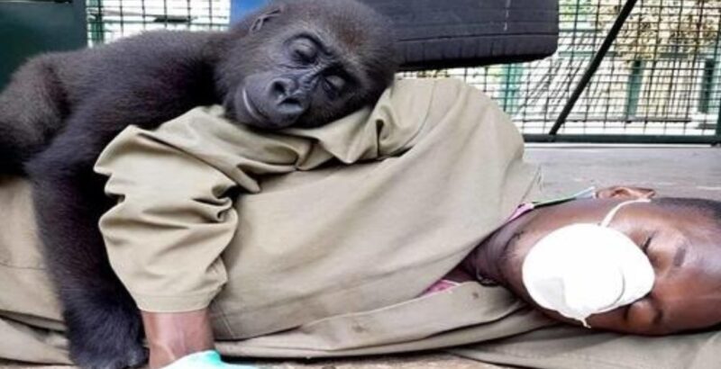 Ce petit gorille orphelin trouve du soutien et de la tendresse auprès de son gardien au centre d'accueil pour animaux