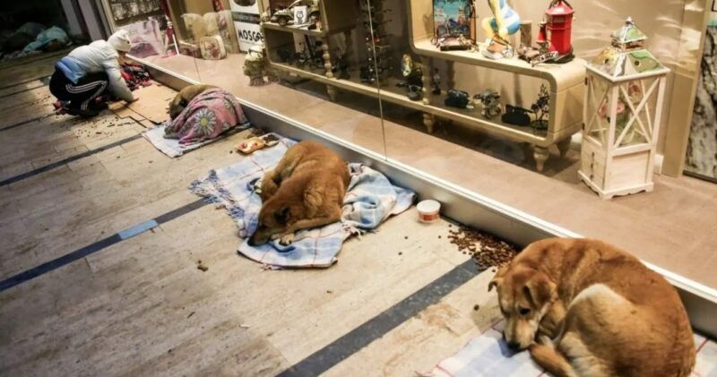 Ce centre commercial ouvre ses portes la nuit aux chiens pour qu'ils y dorment avec des couvertures