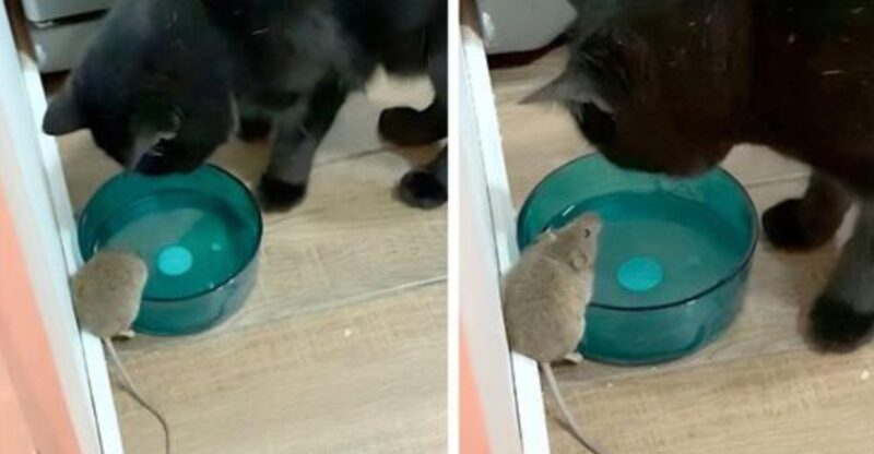 Un homme révèle que son félin s'est lié d'amitié avec la petite souris qu'il était chargé de chasser