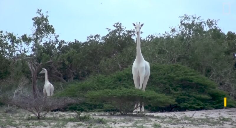Des animaux à l'allure extraordinaire : des girafes blanches filmées pour la 1ère fois dans l'histoire de l'humanité