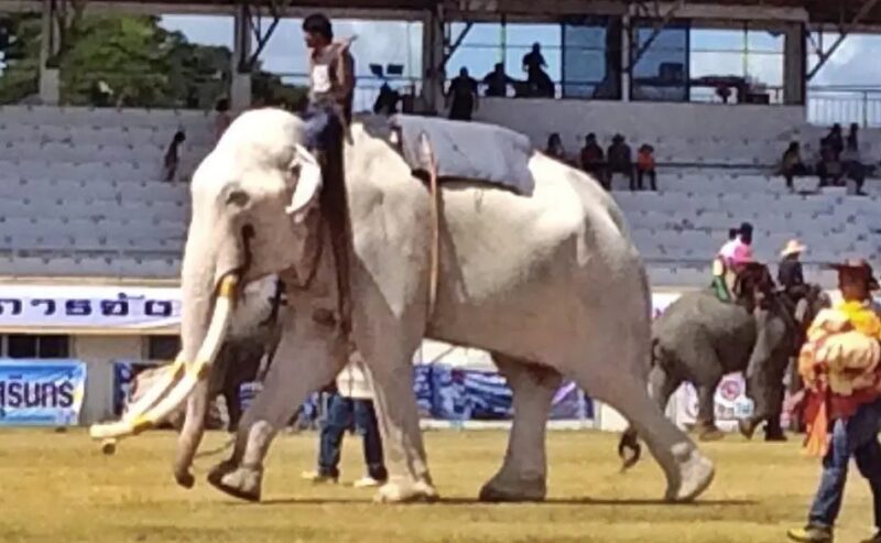 L'éléphant thaïlandais, obligé de divertir les touristes depuis plus de 40 ans, est désormais libre
