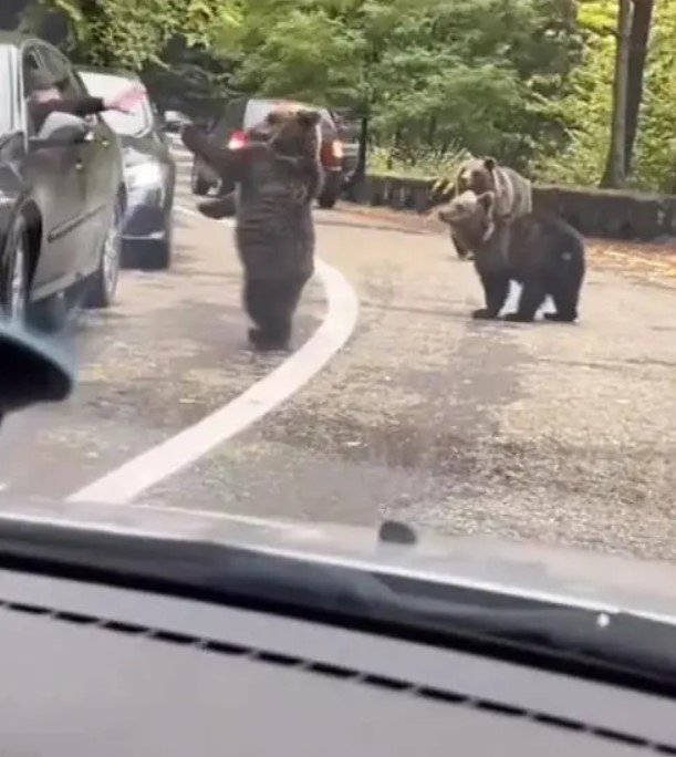 Un ours se rapproche d'une voiture arrêtée dans les bouchons et fait coucou chaleureux au conducteur