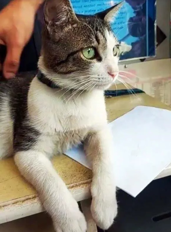 Recueilli par un mécano, ce chat sympa collabore désormais avec son propriétaire en tant qu'"assistant mécanicien"