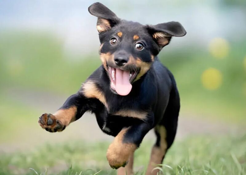 Héros des animaux errants : Un homme trouve un petit chien dans une chaussure et lui offre une nouvelle vie