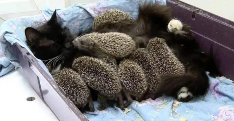 Une histoire émouvante : une mère chat, Musia a sauvé huit petits hérissons orphelins en les nourrissant