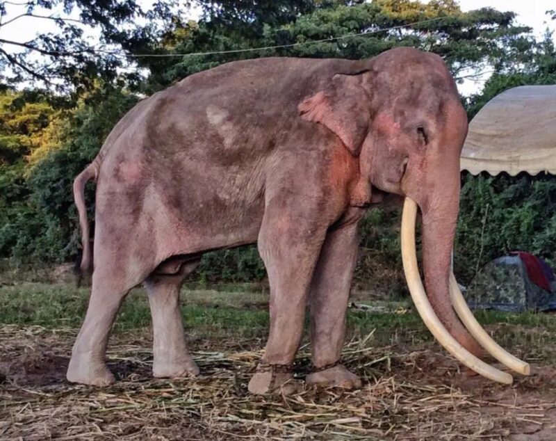 L'éléphant thaïlandais, obligé de divertir les touristes depuis plus de 40 ans, est désormais libre