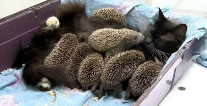 Une histoire émouvante : une mère chat, Musia a sauvé huit petits hérissons orphelins en les nourrissant