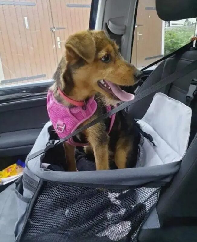 Héros des animaux errants : Un homme trouve un petit chien dans une chaussure et lui offre une nouvelle vie