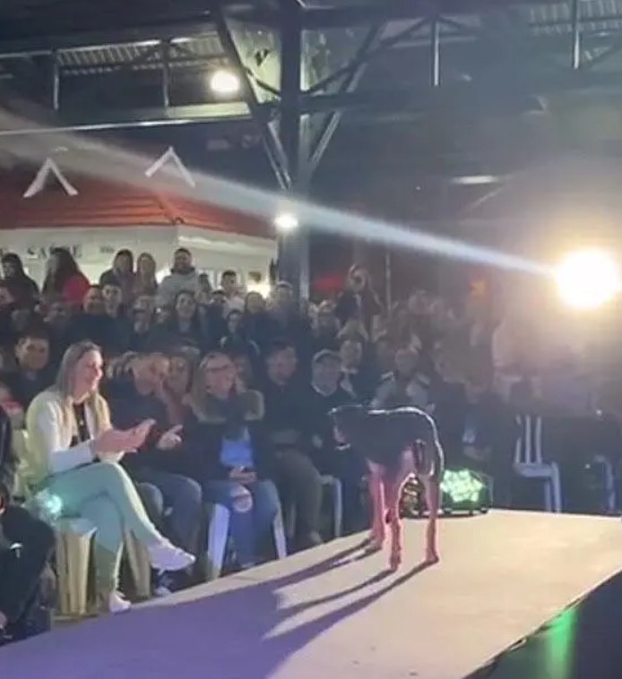 Un chien errant devenu une vedette : Le spectacle imprévu qui a fasciné les spectateurs du défilé de Miss Paraná
