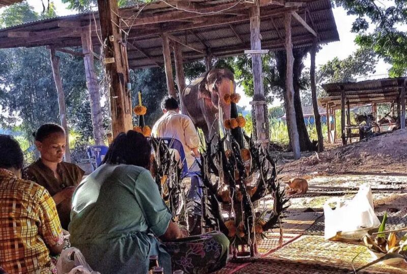 L'éléphant thaïlandais, obligé de divertir les touristes depuis plus de 40 ans, est désormais libre