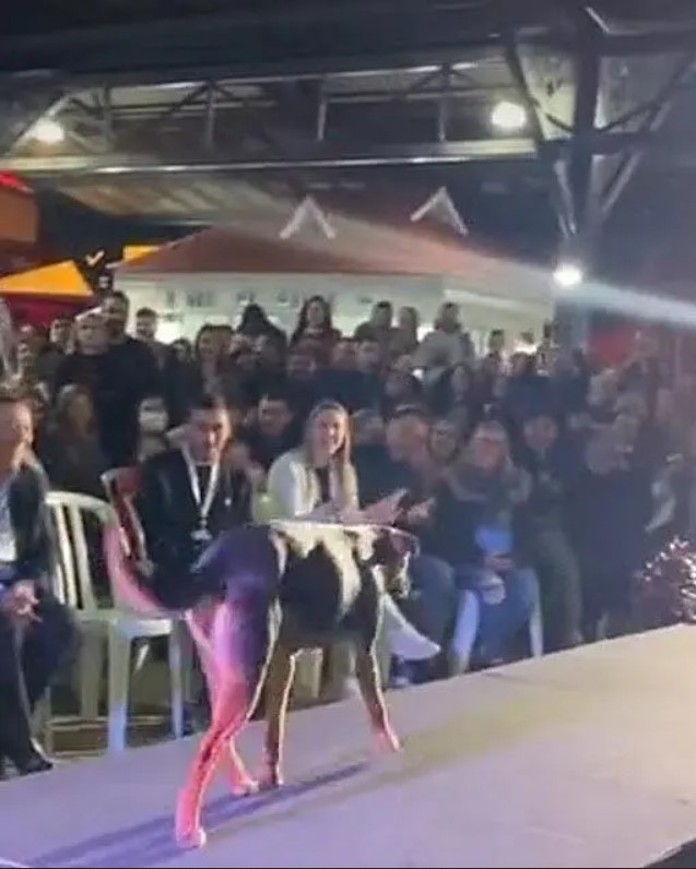 Un chien errant devenu une vedette : Le spectacle imprévu qui a fasciné les spectateurs du défilé de Miss Paraná