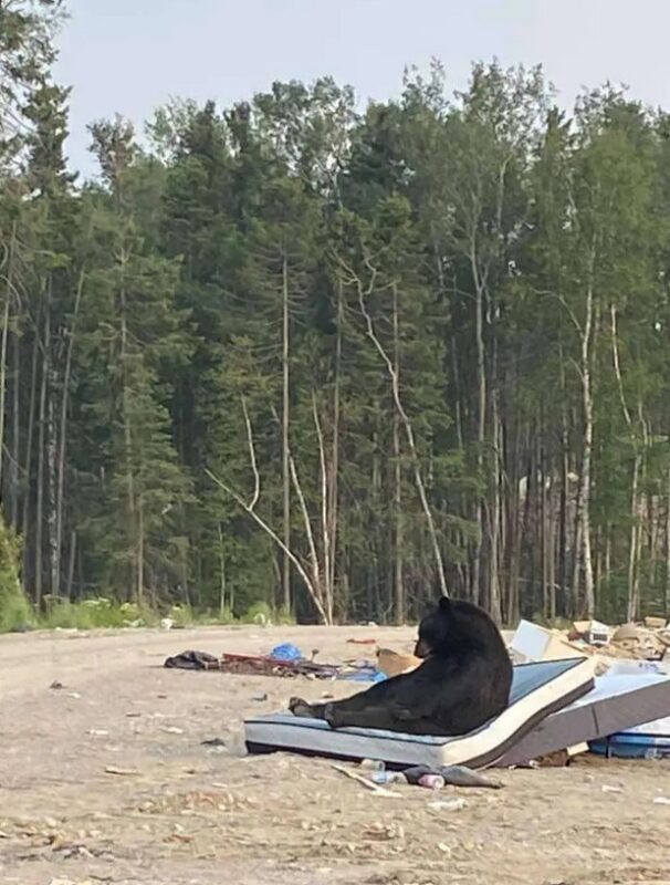 L'histoire amusante d'un ours qui repose sereinement sur un vieux matelas jeté à la poubelle