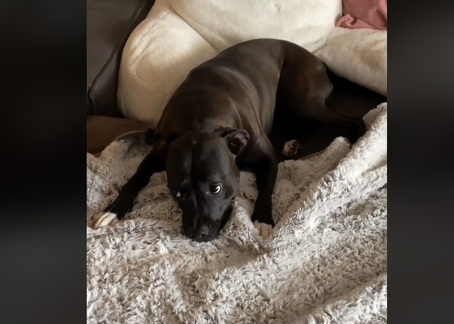 La réaction dramatique d'un chien à la visite surprise de sa grand-mère ne pourrait être plus mignonne