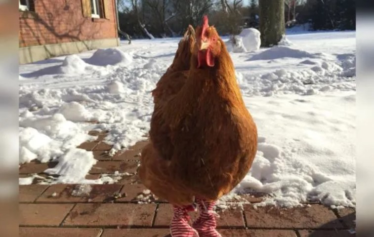 Une femme dansant en chaussettes de poulet pourrait bien être la scène la plus drôle que vous ayez vue aujourd'hui