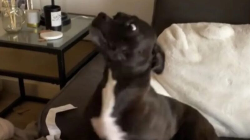 La réaction dramatique d'un chien à la visite surprise de sa grand-mère ne pourrait être plus mignonne