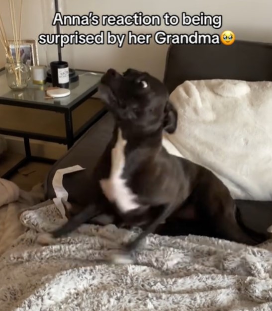 La réaction dramatique d'un chien à la visite surprise de sa grand-mère ne pourrait être plus mignonne