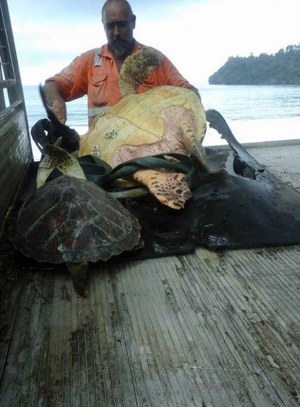 Un homme acquiert des tortues sur un marché de produits alimentaires et les libère dans la mer