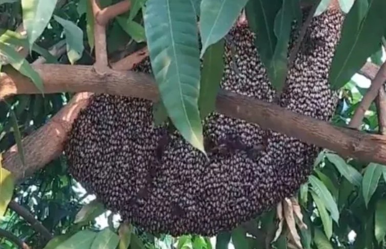 Des images stupéfiantes montrent des abeilles mellifères qui "scintillent" ensemble en adoptant une tactique défensive