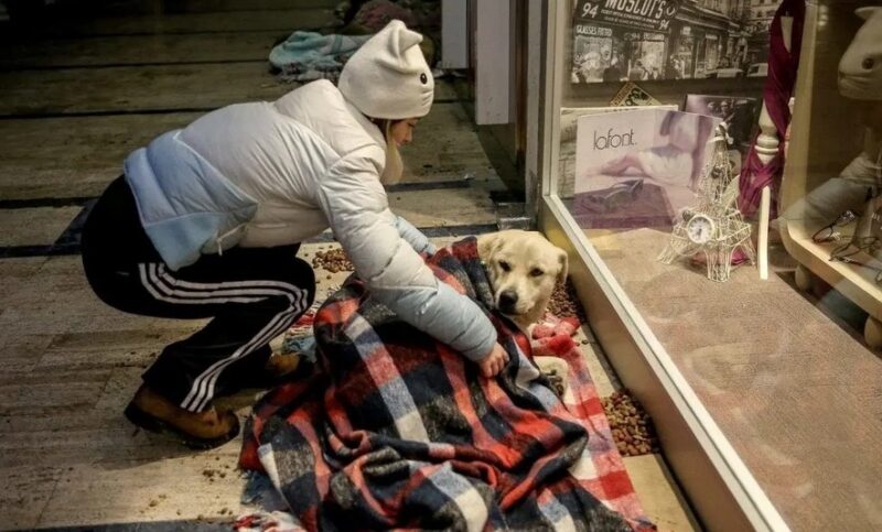 Ce centre commercial ouvre ses portes la nuit aux chiens pour qu'ils y dorment avec des couvertures