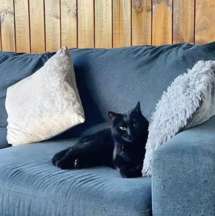 Un homme révèle que son félin s'est lié d'amitié avec la petite souris qu'il était chargé de chasser