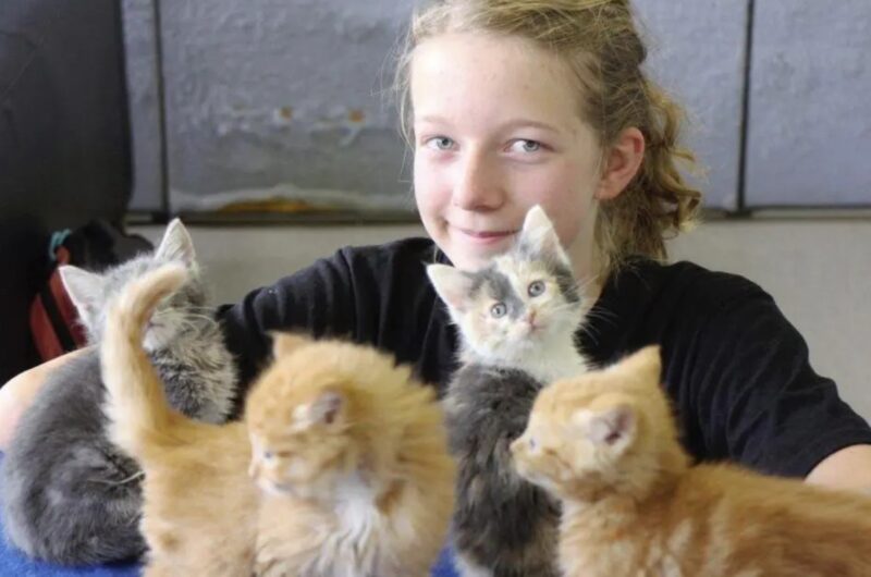 Généreuse un jour, généreuse toujours: Une petite fille sauve 14 chatons abandonnés avec l'argent qu'elle a reçu comme cadeau d'anniversaire