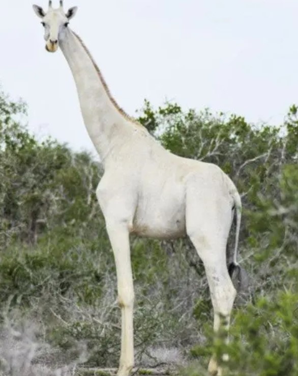 Des animaux à l'allure extraordinaire : des girafes blanches filmées pour la 1ère fois dans l'histoire de l'humanité