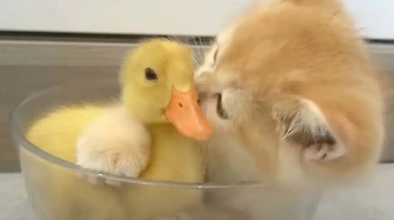 Un petit chat comble d'affection un petit canard : ils sont devenus les deux meilleurs amis du monde