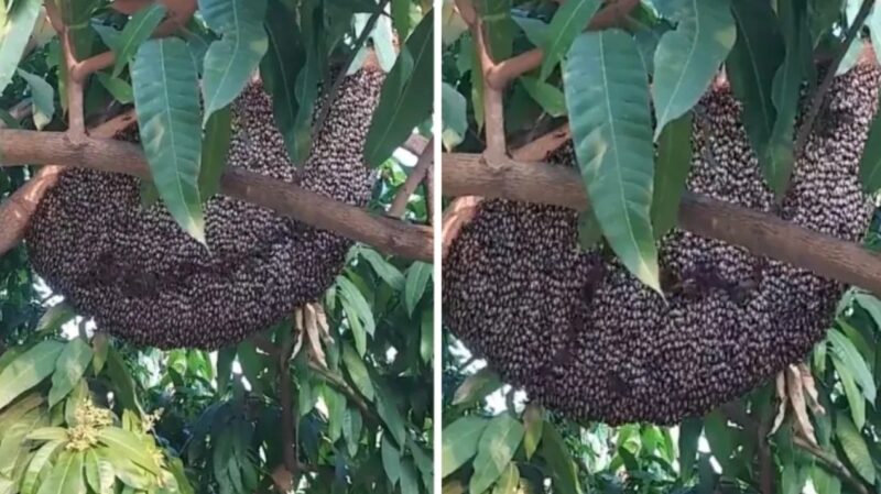 Des images stupéfiantes montrent des abeilles mellifères qui "scintillent" ensemble en adoptant une tactique défensive