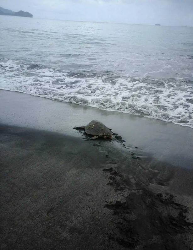 Un homme acquiert des tortues sur un marché de produits alimentaires et les libère dans la mer