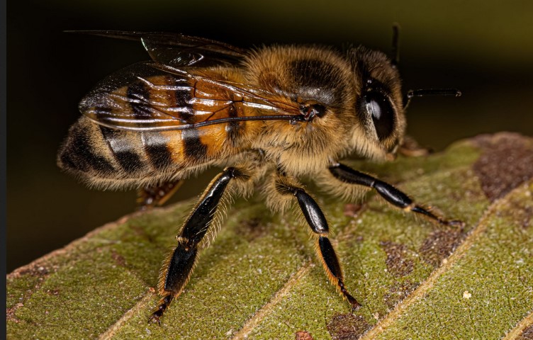 Des images stupéfiantes montrent des abeilles mellifères qui "scintillent" ensemble en adoptant une tactique défensive