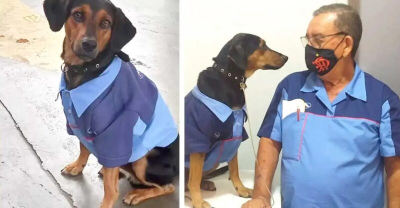 Un chien adopté par les employés d'une station-service reçoit un uniforme et devient un employé modèle