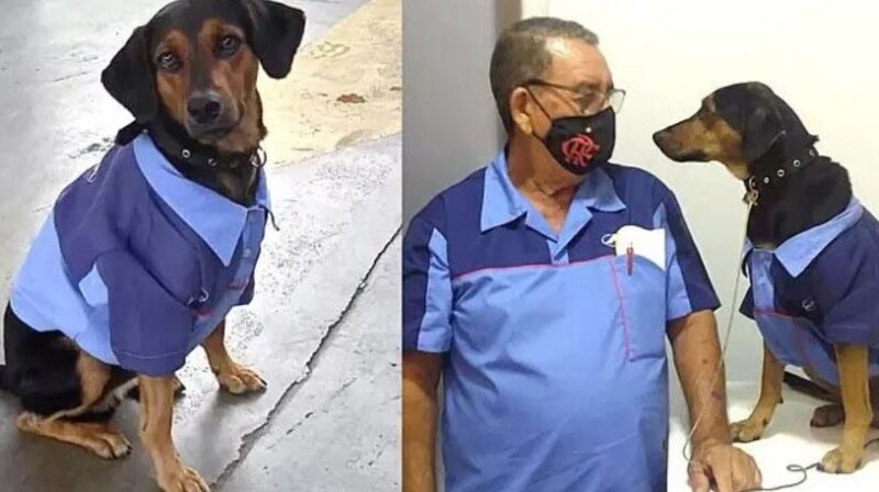 Un chien adopté par les employés d'une station-service reçoit un uniforme et devient un employé modèle