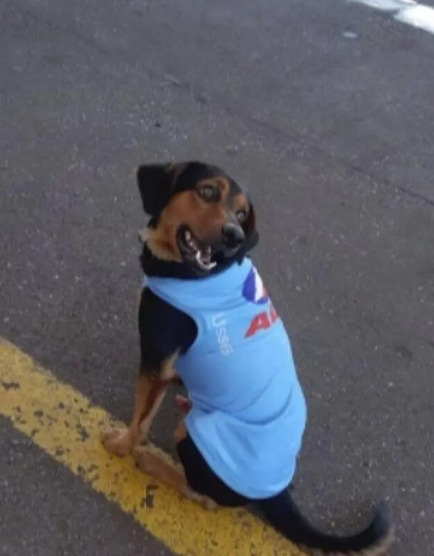 Un chien adopté par les employés d'une station-service reçoit un uniforme et devient un employé modèle