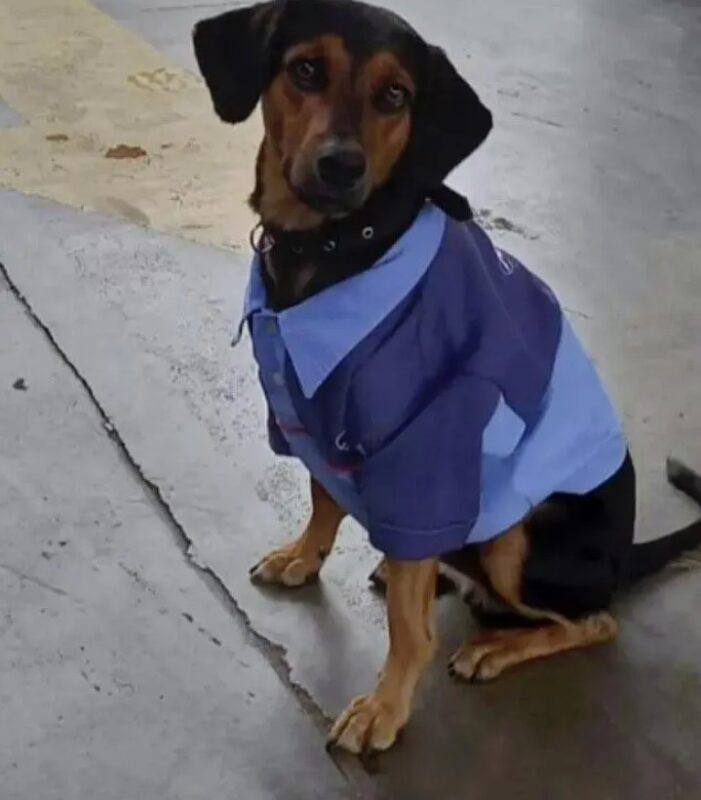 Un chien adopté par les employés d'une station-service reçoit un uniforme et devient un employé modèle