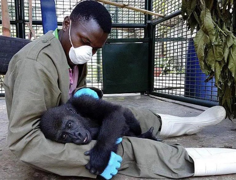 Ce petit gorille orphelin trouve du soutien et de la tendresse auprès de son gardien au centre d'accueil pour animaux