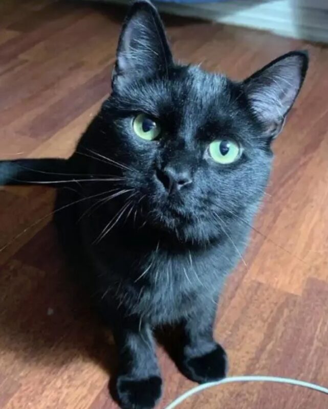 Un homme révèle que son félin s'est lié d'amitié avec la petite souris qu'il était chargé de chasser