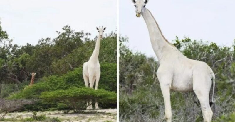 Des animaux à l'allure extraordinaire : des girafes blanches filmées pour la 1ère fois dans l'histoire de l'humanité